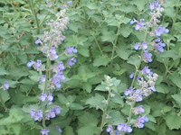 aaaaperenninepetafassenii