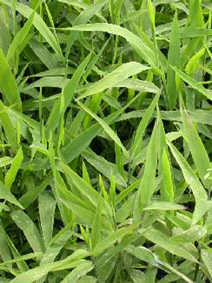 abchasmanthiumlatifolium1