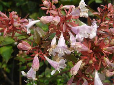abelliaxgrandiflora1