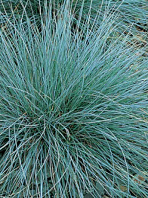 abfestucaglauca1