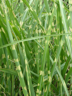 abmiscanthuszebrinus1