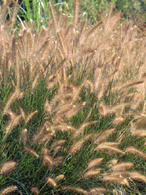 abpennisetumalopecuroides1