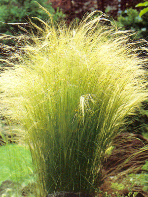 abstipatenuifolia1