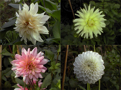 alcunegruppodalie