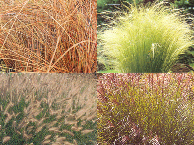 alcunegruppograminacee