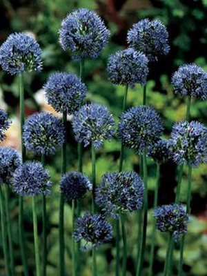 alliumcaeruleum1