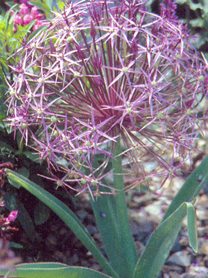 alliumchristophii1