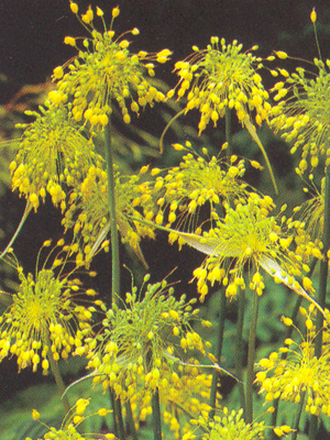 alliumflavum1