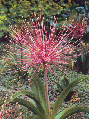 alliumschubertii1