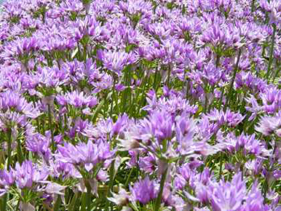 alliumunifolium1