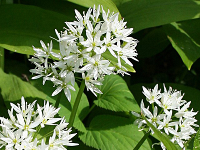 alliumursinum1