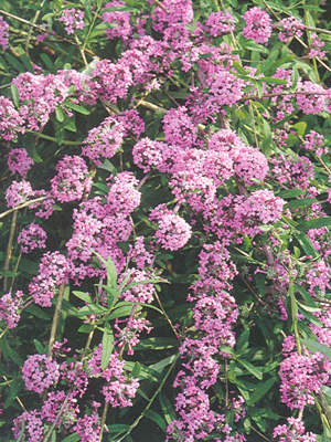 buddlejaalternifolia1