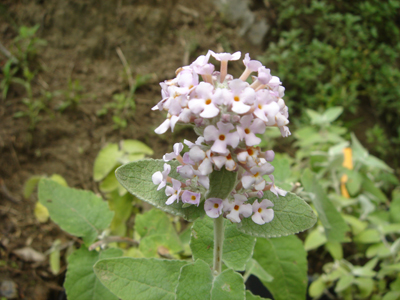 buddlejacrispa1