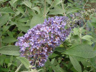 buddlejalochinch1