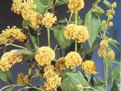 buddlejaxweyerianasungold1