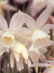 bulbithalia1