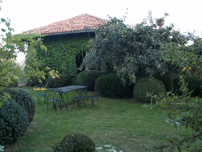 buxus1