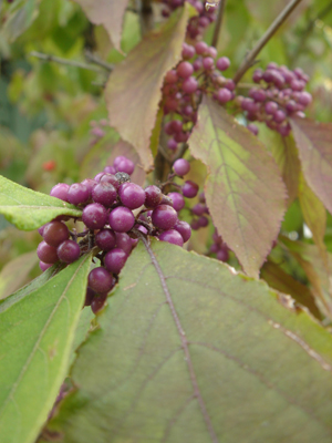 callicarpabprofusion1