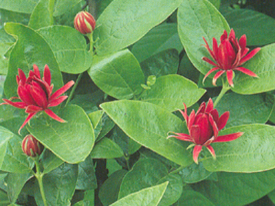 calycanthusfloridus1
