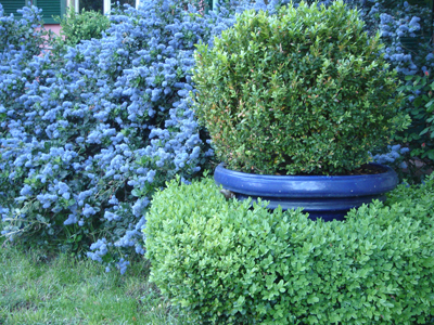 ceanothustvarrepens1