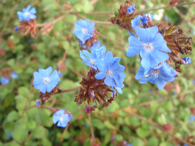 ceratostigmawilmotianum1