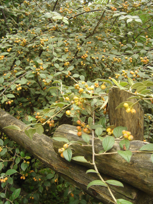 cotoneasterfranchettii1