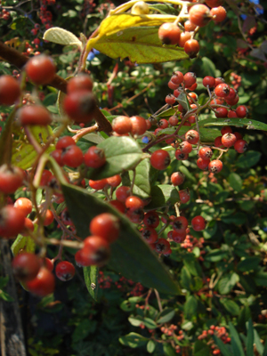 cotoneasterlacteus1