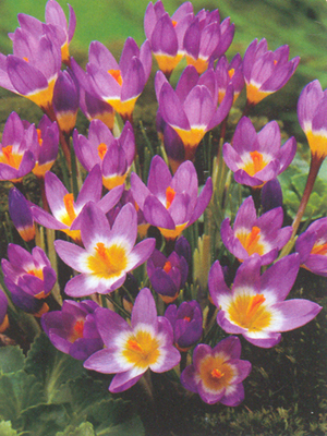 crocustricolor1