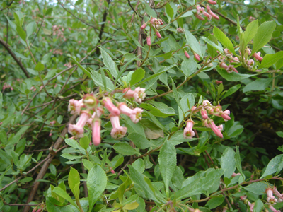 escalloniaillinita1
