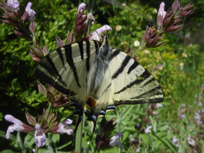 farfalla1