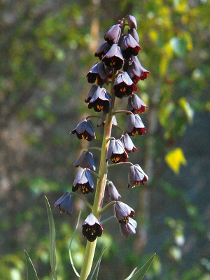 fritillairepersica1