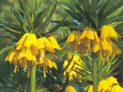 fritillarialuteamaxima1