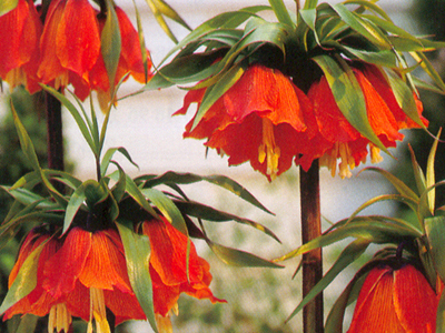 fritillariarubra1