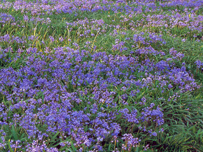 hyacinthoideshispanica1