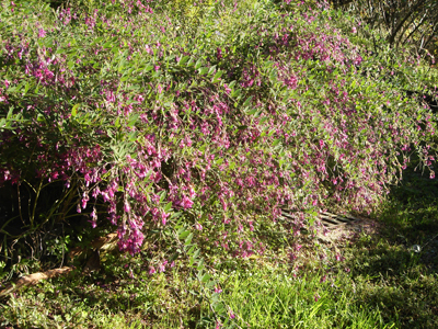 lespedezathunbergii1