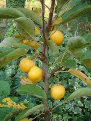 malusgoldenhornet1