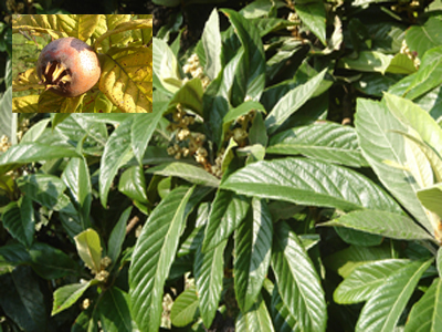 mespilus1