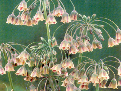 nectaroscordumsiculum1