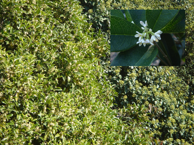 osmanthusfragrans1