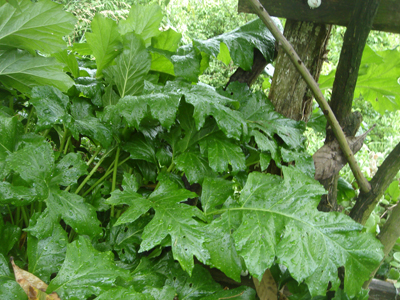perenniacanthusmollis