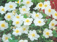 perennianemonehonorinejobert