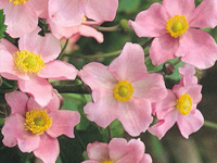 perennianemoneseptembercharm