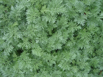 perenniartemisiapowiscastle