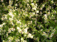 perenniaster