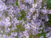 perenniasterideal