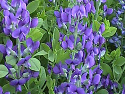 perennibaptisiaaustralis