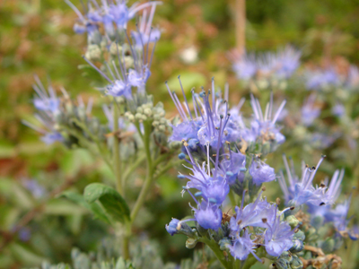 perennicaryopterisclandonensisinoveris