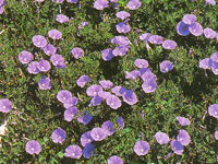 perenniconvolvulussabatius