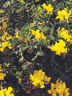 perennicoronillaglauca