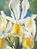 perennicriscreambeauty